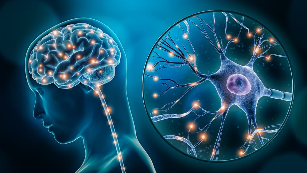 human brain and cognitive outline