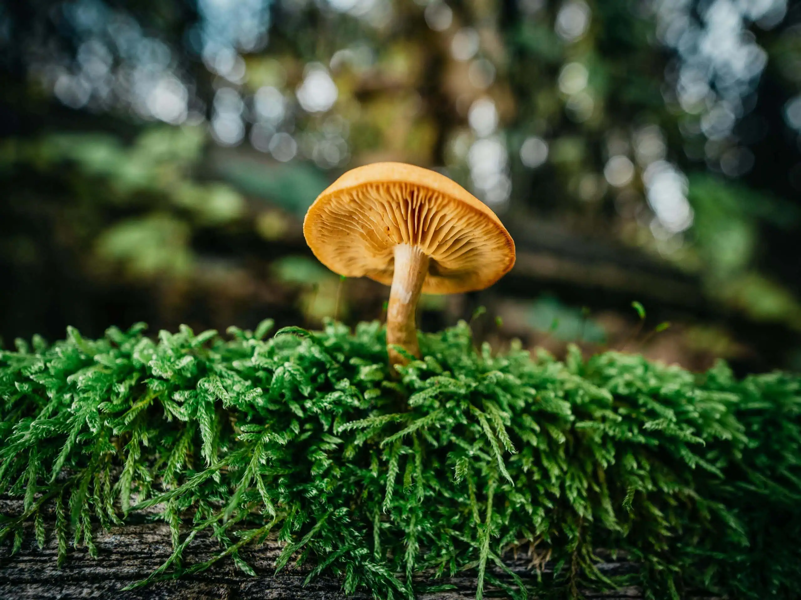 Educational article about psilocybin mushrooms with informational graphics and safety information