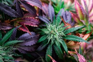 Medical Marijuana Users Drive High